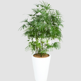 종려죽09