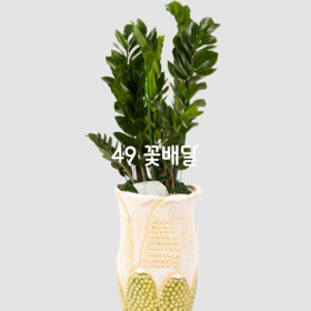 금전수(부자되세요)★인기상품★