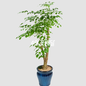 해피트리(행복나무)6