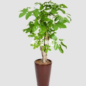 홍콩대엽26
