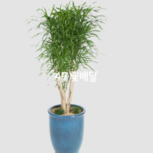 자바6