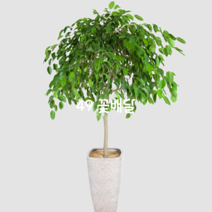 킹벤자민6