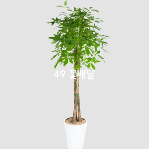 파키라 500