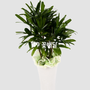 관음죽6