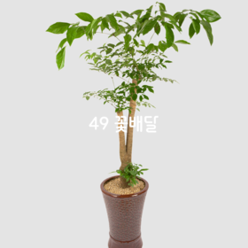 해피트리 66