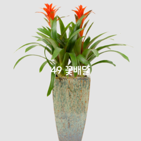 체리L