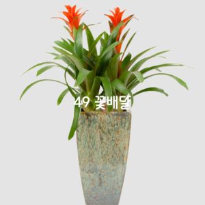 체리L