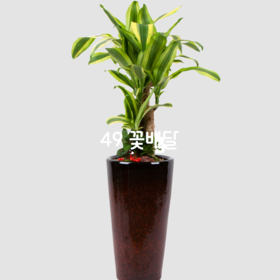 행운목사기분6★인기상품★