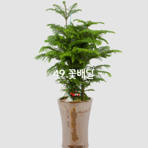 알로카리아6