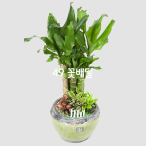 황금죽6