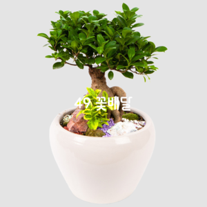 인삼펜다