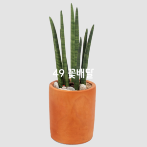 스투키 0604 (테이블용)