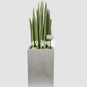 스투키 099
