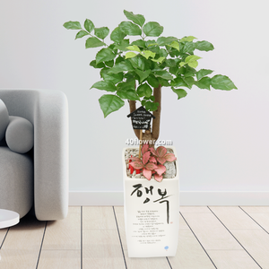 녹보수(행복화분)a_.