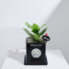 크루시아(0408)a_.