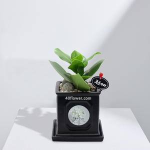 크루시아(0408)a_.