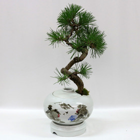 해송분재(M-80)76a_