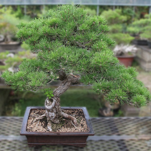 곰슬분재(M-700)02a_