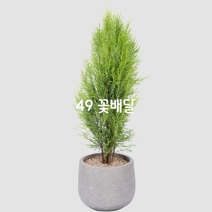 율마2