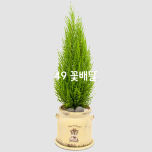 율마4