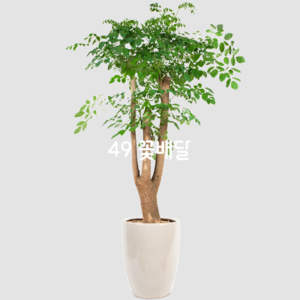 해피트리2