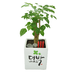 녹보수(11)_