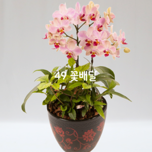 미니호접란 k70