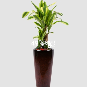 행운목사기분6★인기상품★