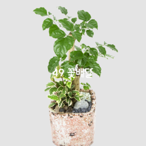 녹보수(테이블용)