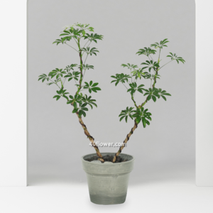 쉐프렐라(홍콩야자)(80-100).