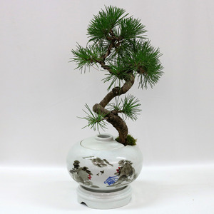 해송분재(M-80)76a_