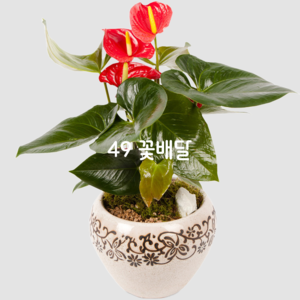안시리움5 (테이블용)
