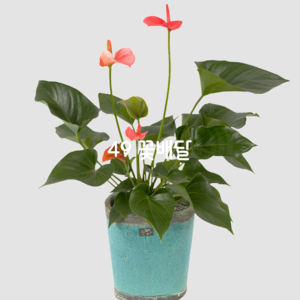 안시리움(테이블용)★인기상품★