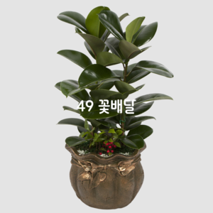 고무나무6