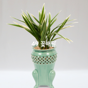 황룡관22
