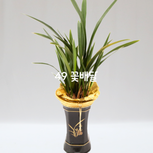 산천보세800 [계절꽃=겨울]