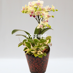 호접란88
