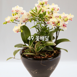 미니호접란6