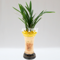 동양란76