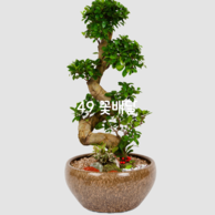 가지마루 분재(특)