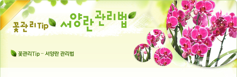 서양란 관리법