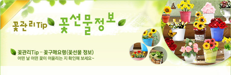 꽃선물정보